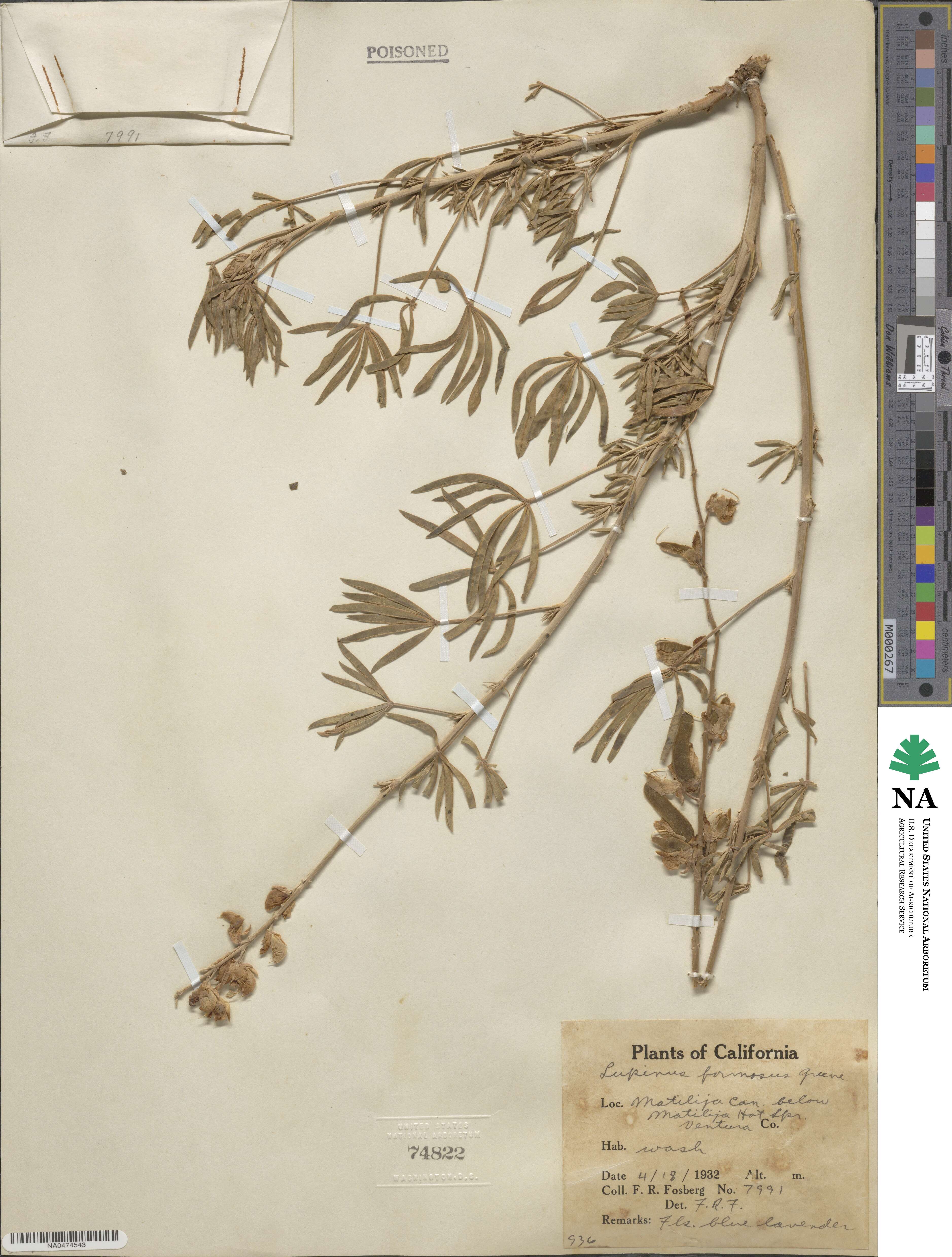 Lupinus formosus image