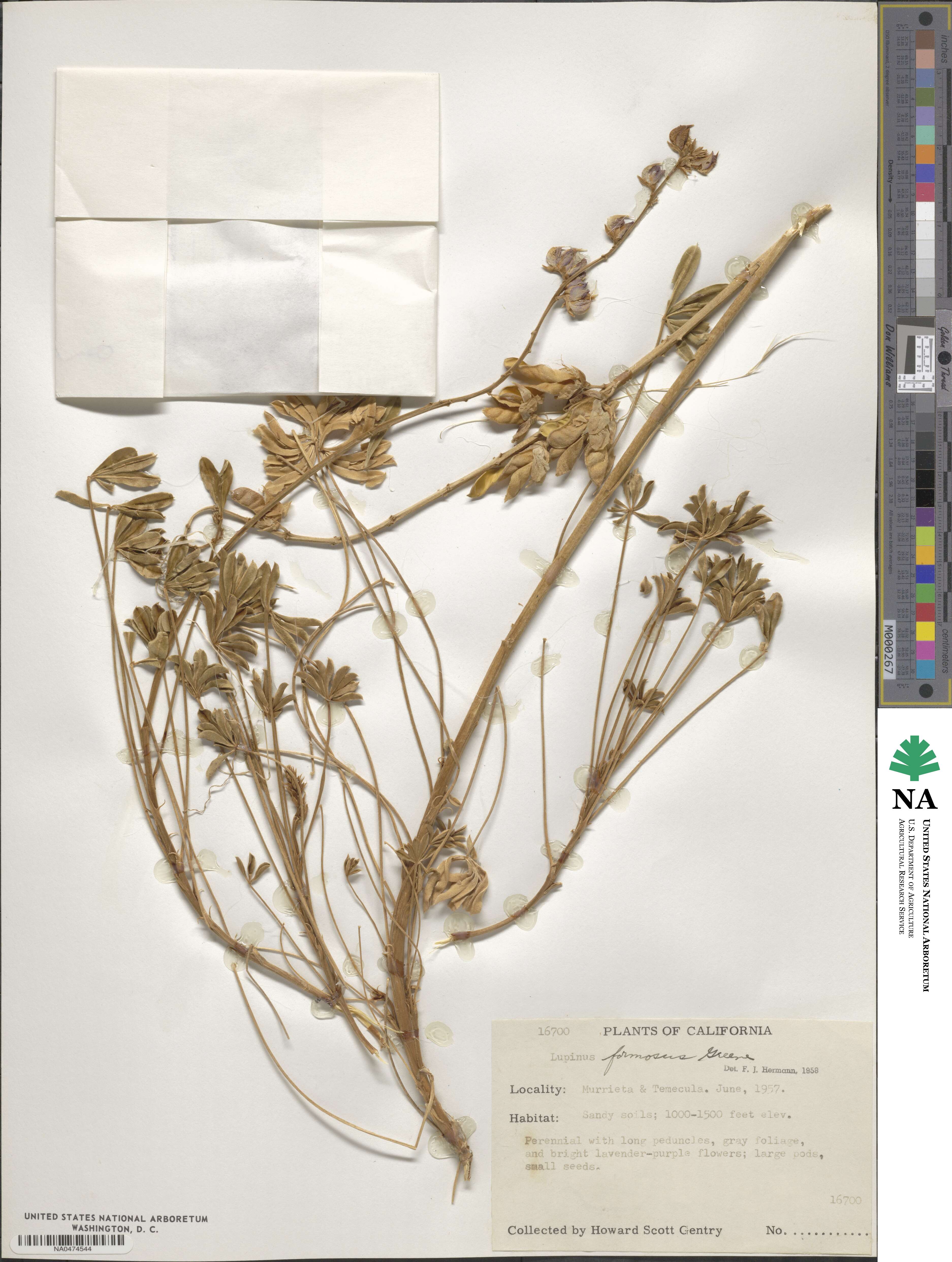 Lupinus formosus image