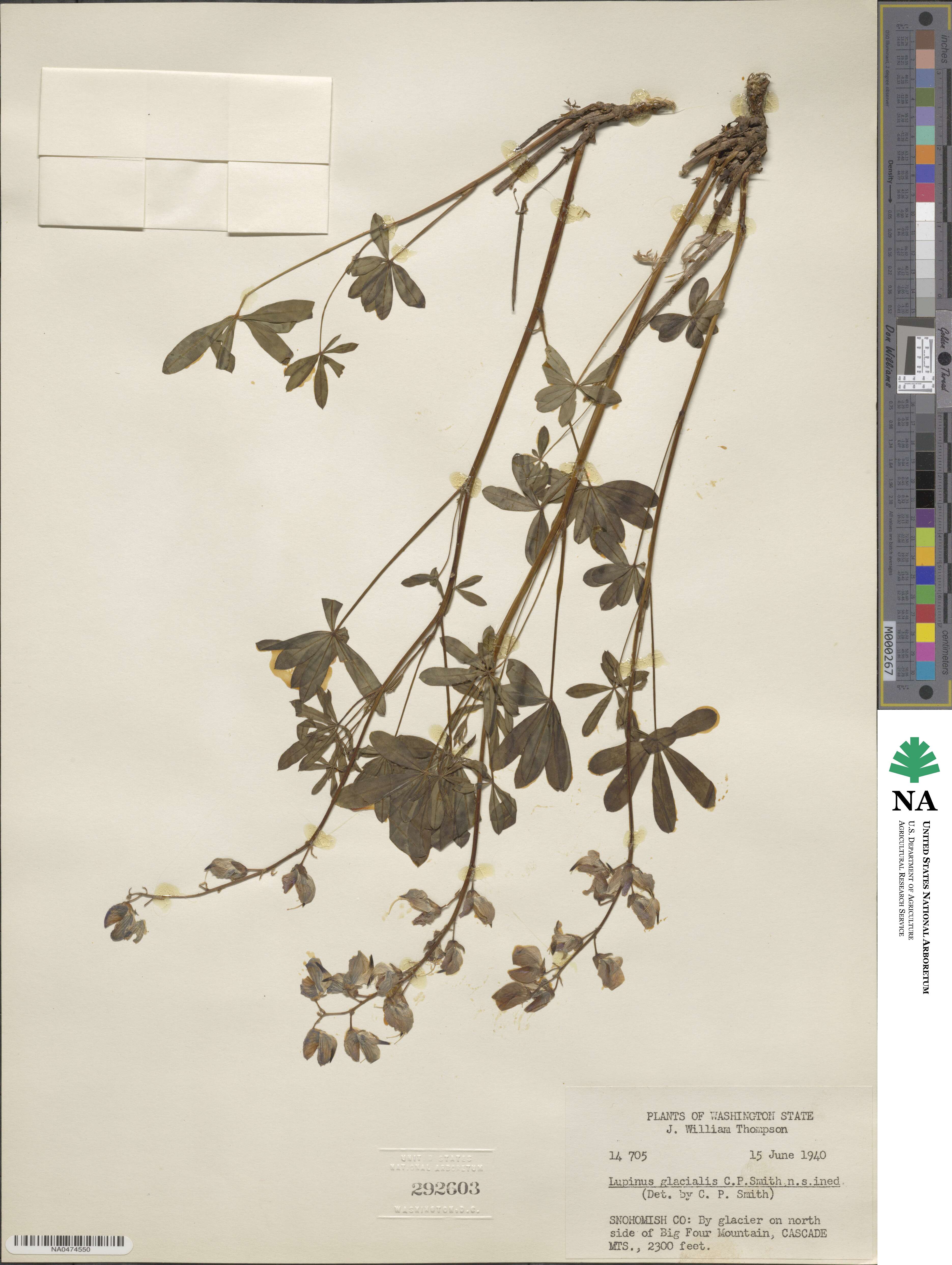 Lupinus arcticus subsp. subalpinus image