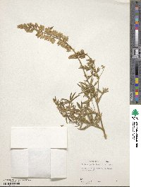 Lupinus garfieldensis image