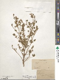 Lupinus gracilis image