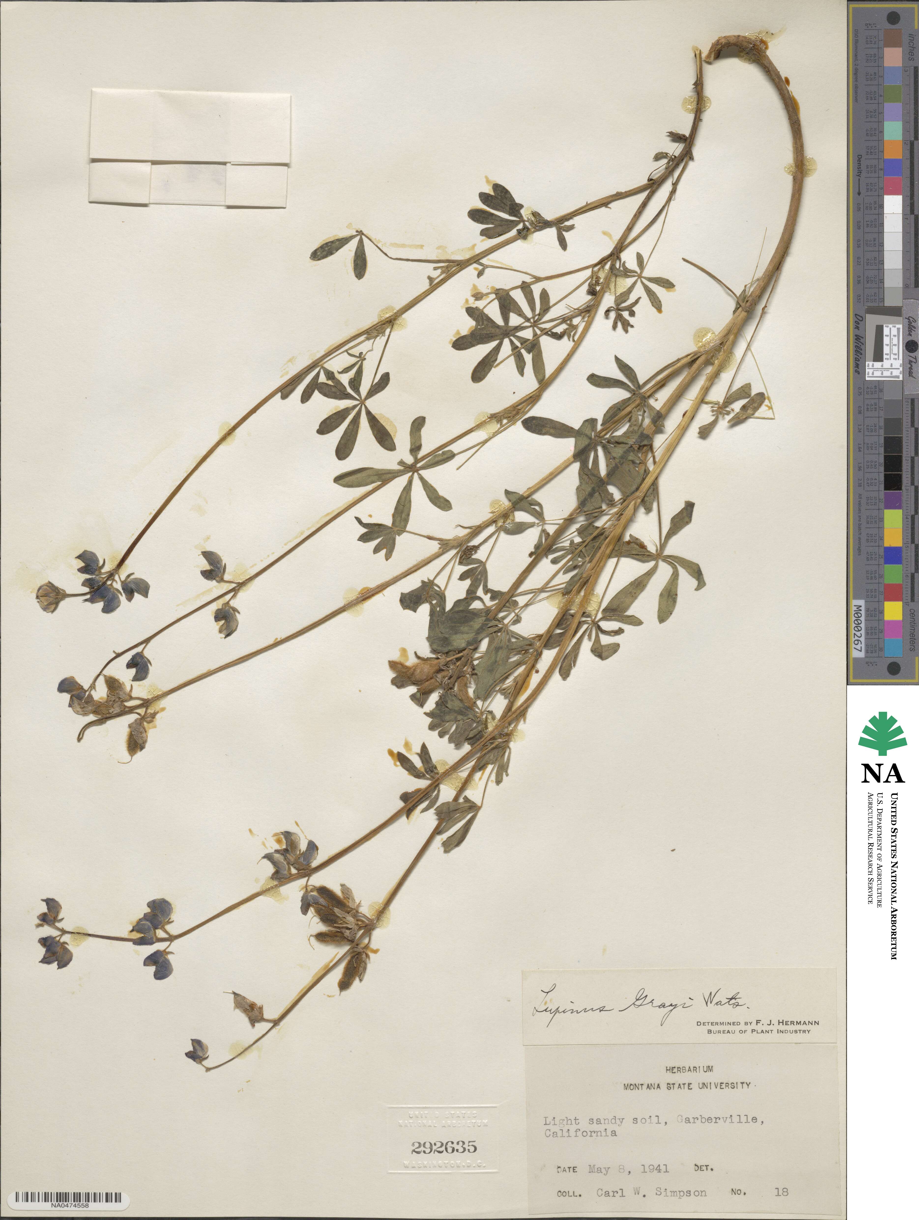 Lupinus grayi image
