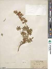 Lupinus grayi image