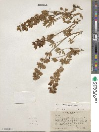 Lupinus grayi image