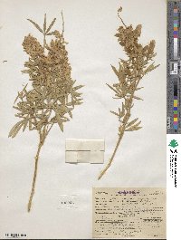 Lupinus greenei image