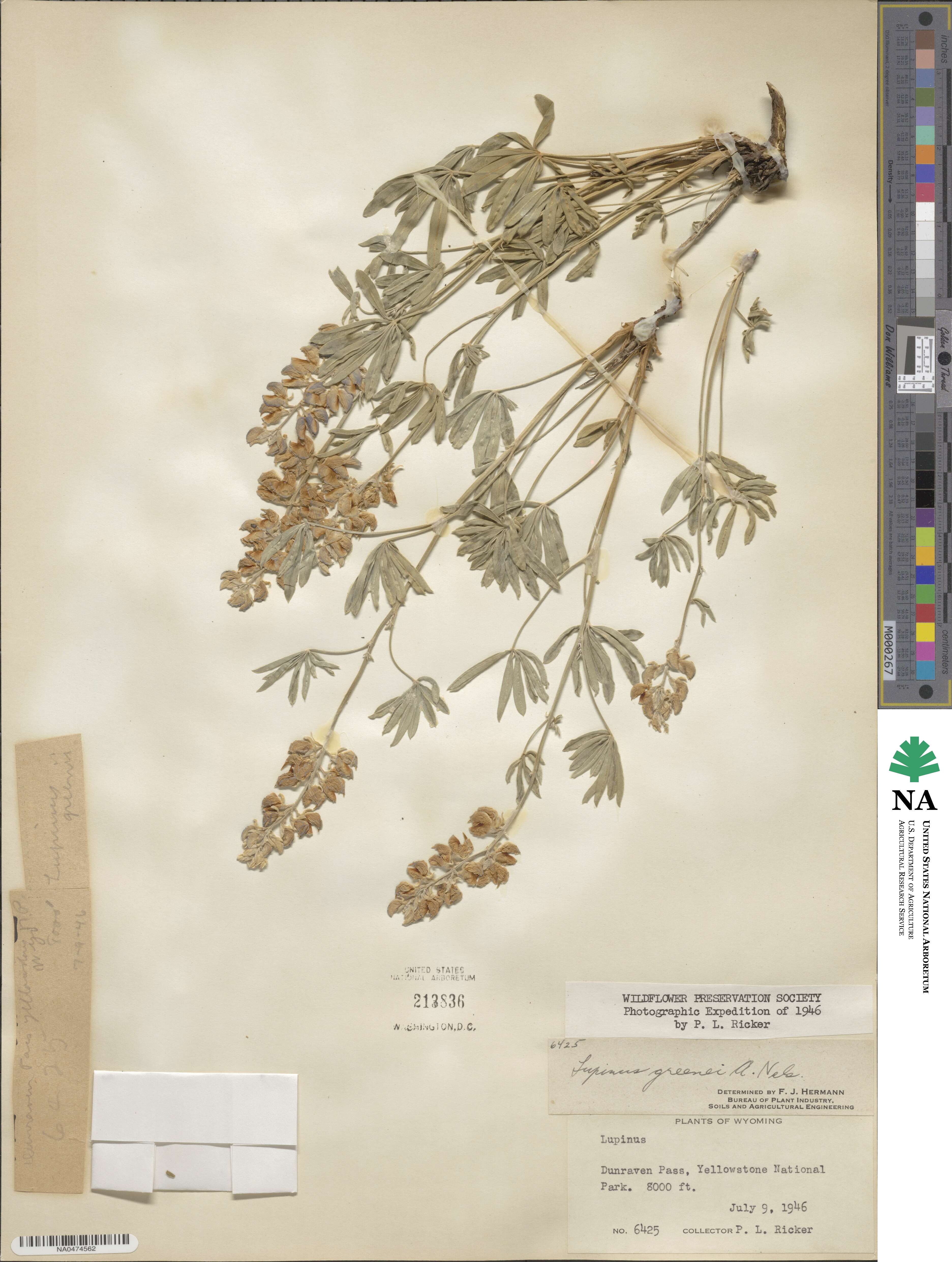 Lupinus greenei image