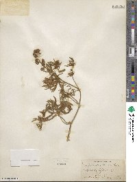 Lupinus greenei image