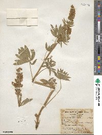 Lupinus greenei image
