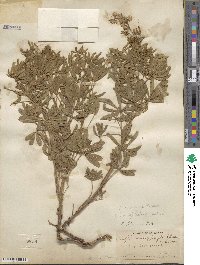 Lupinus greenei image