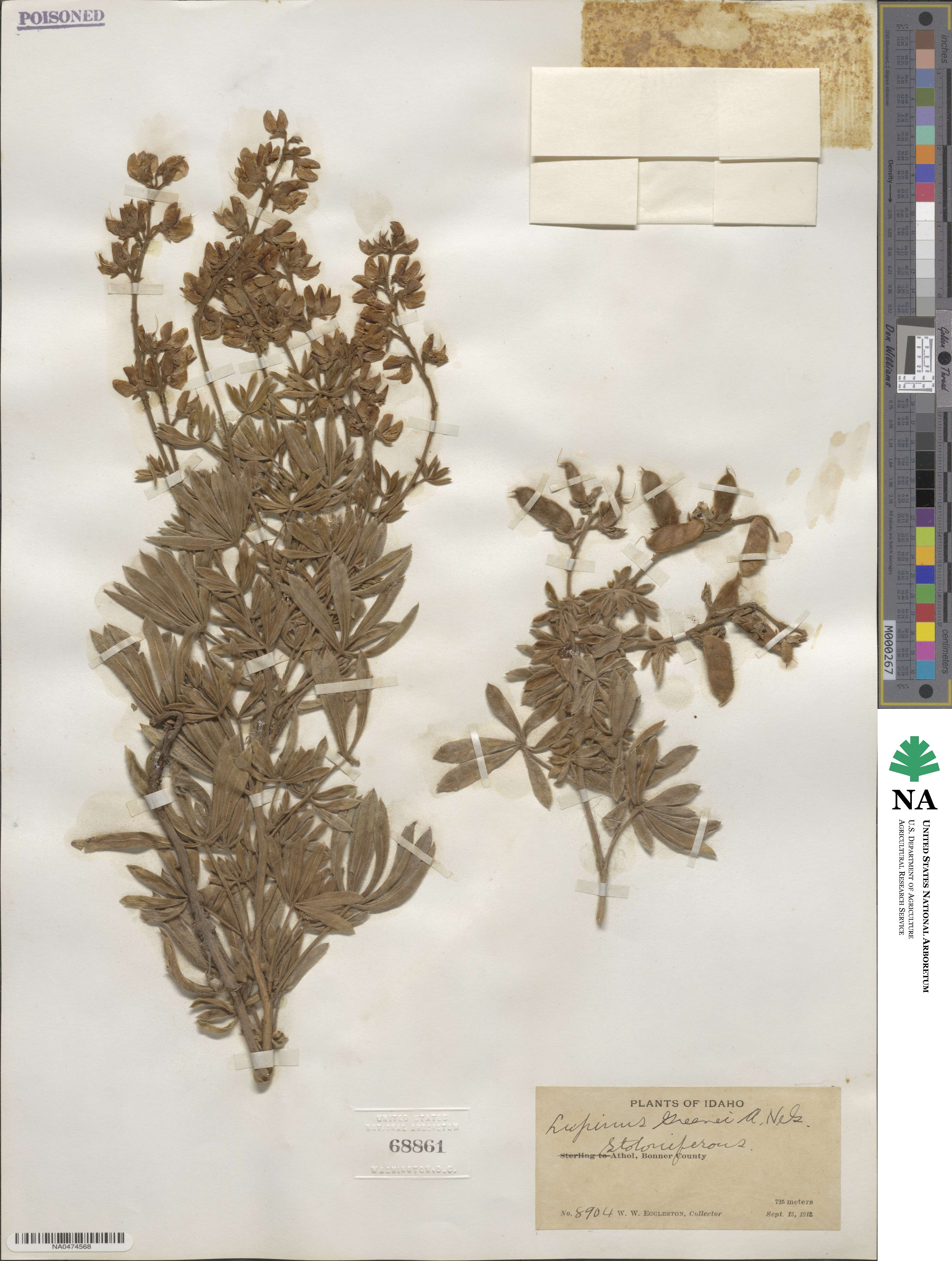 Lupinus greenei image