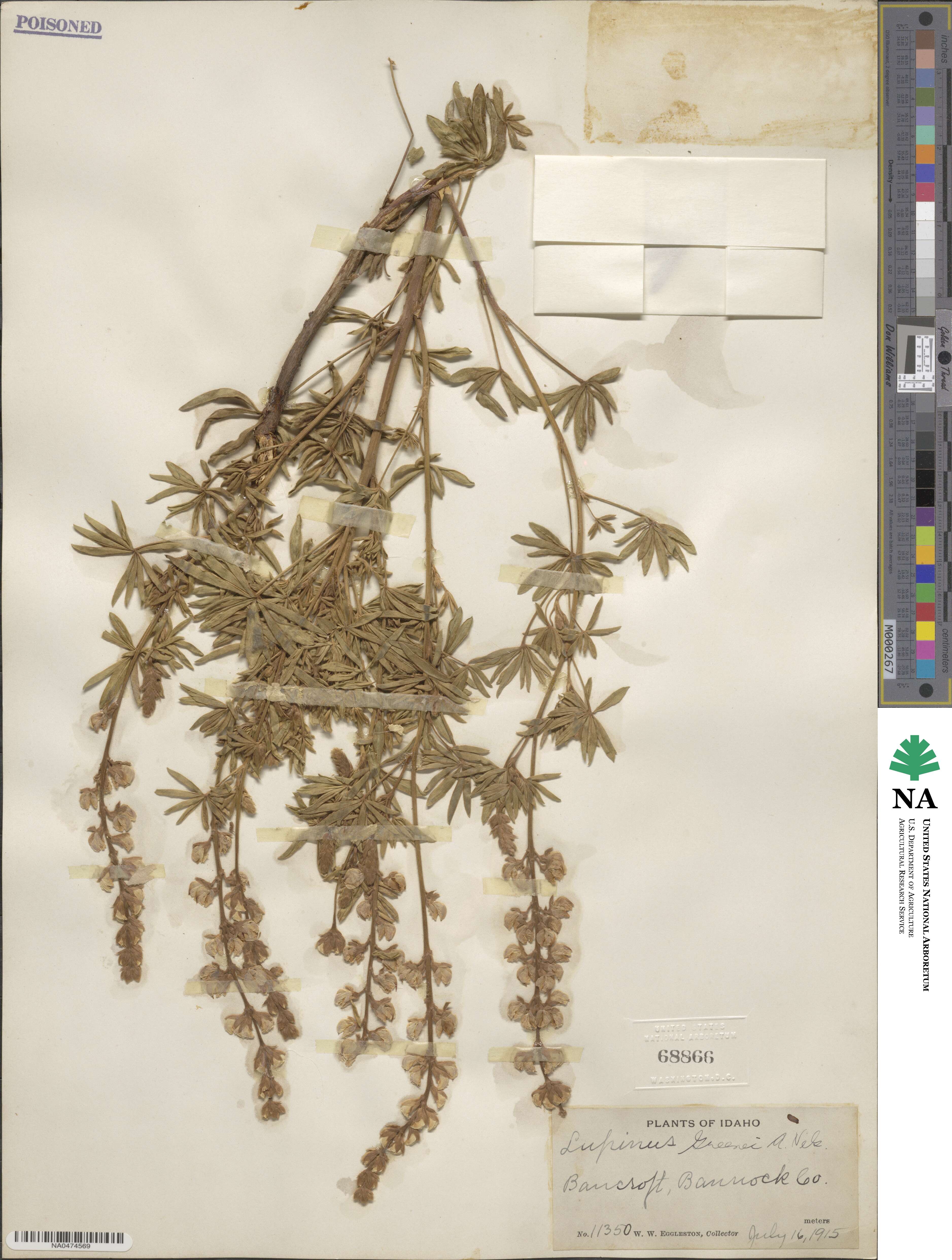 Lupinus greenei image