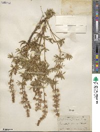 Lupinus greenei image