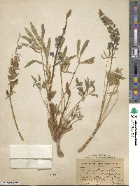 Lupinus ornatus image