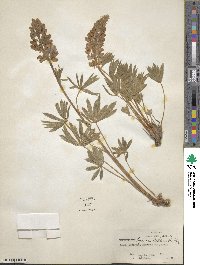 Lupinus ornatus image