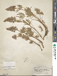 Lupinus ornatus image