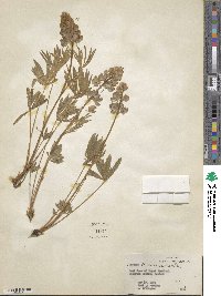 Lupinus ornatus image