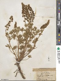 Lupinus hillii image