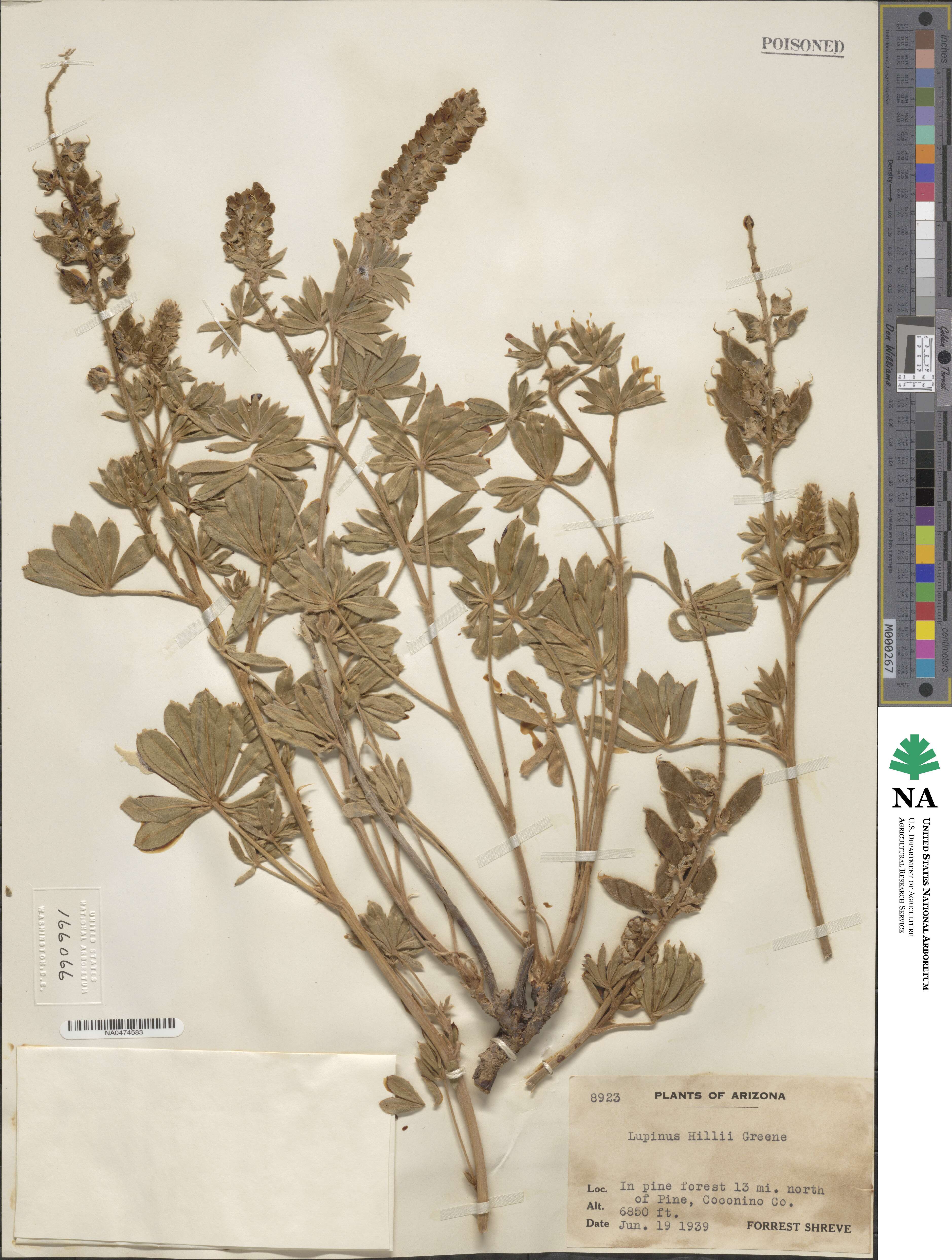 Lupinus hillii image