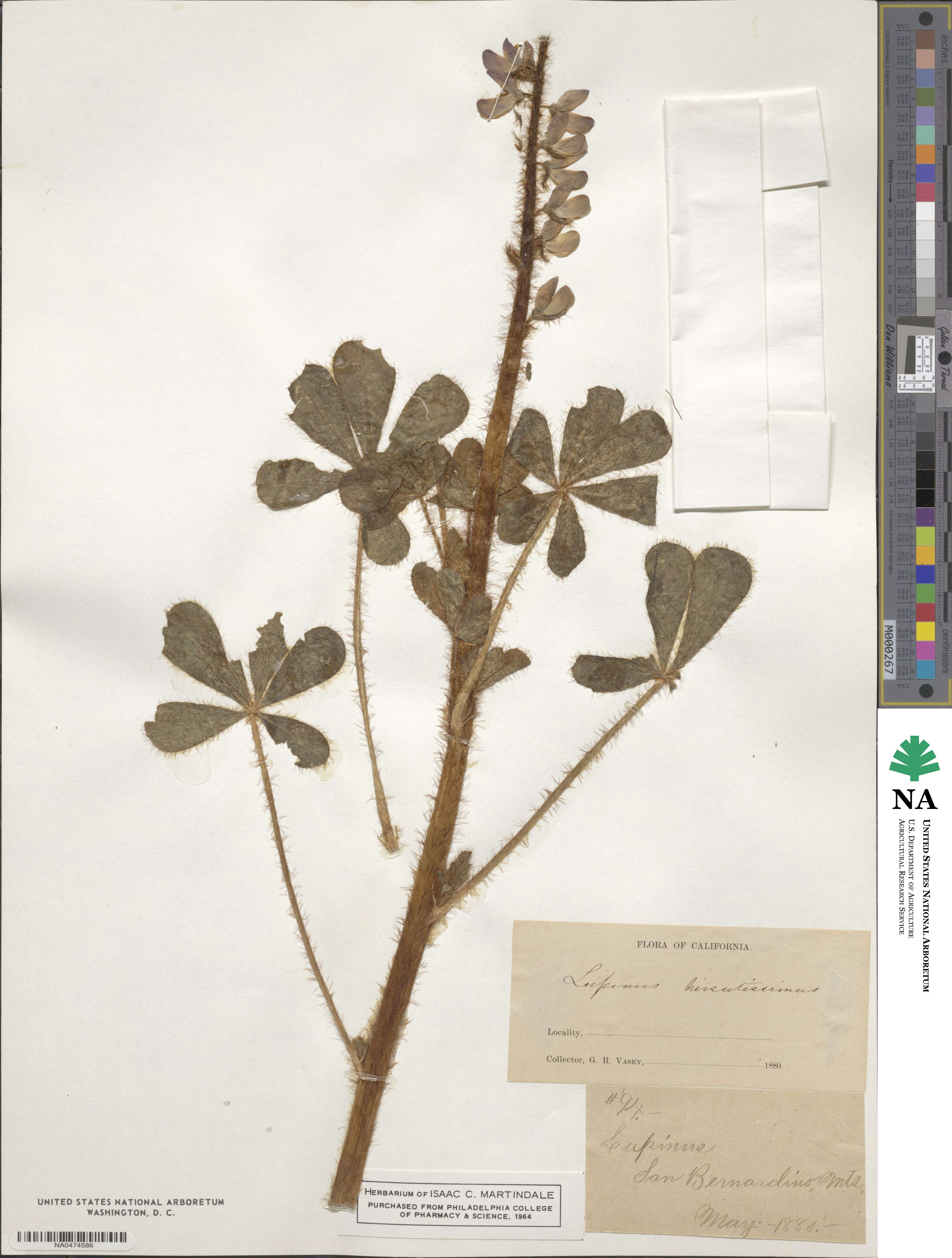 Lupinus hirsutissimus image
