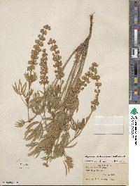 Lupinus holosericeus image