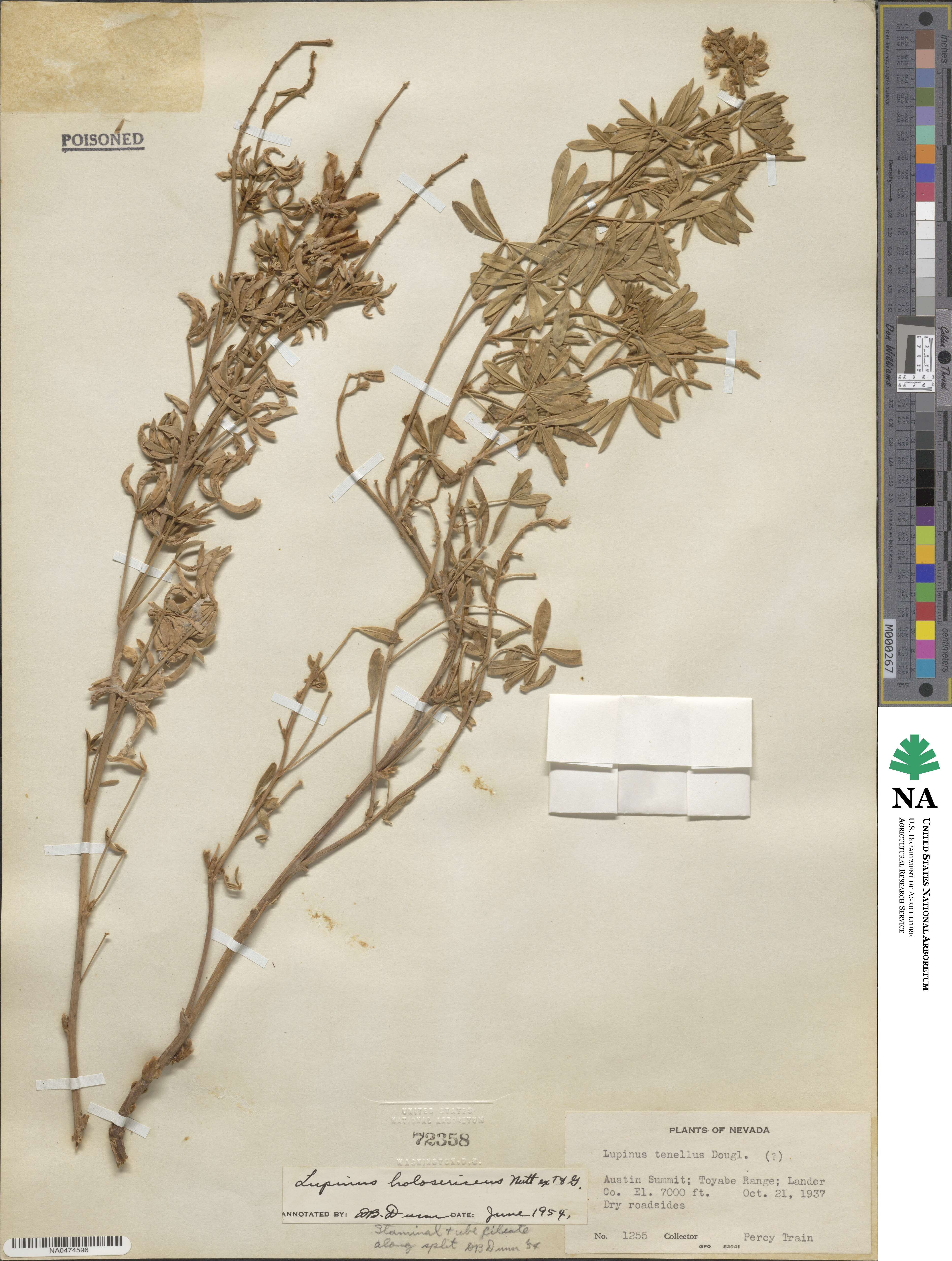 Lupinus holosericeus image