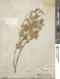 Lupinus holosericeus image