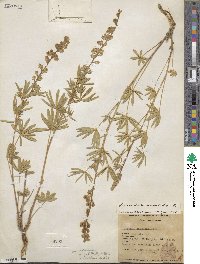 Lupinus holosericeus image