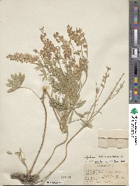 Lupinus holosericeus image