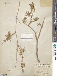 Lupinus holosericeus image