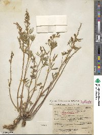 Lupinus holosericeus image