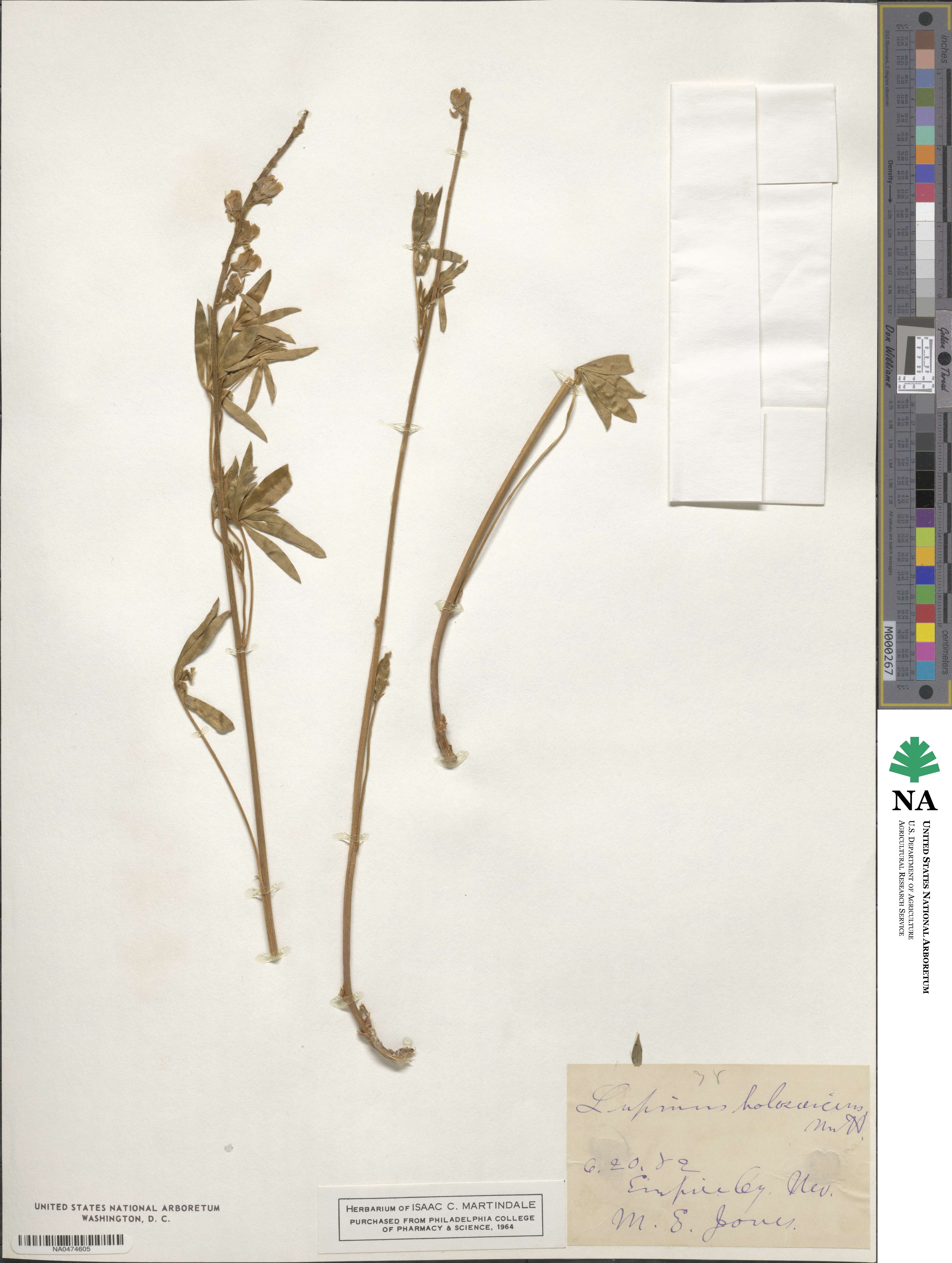 Lupinus holosericeus image