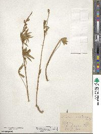 Lupinus holosericeus image