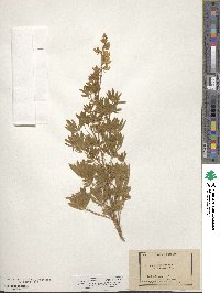 Lupinus holosericeus image