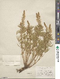 Lupinus holosericeus image