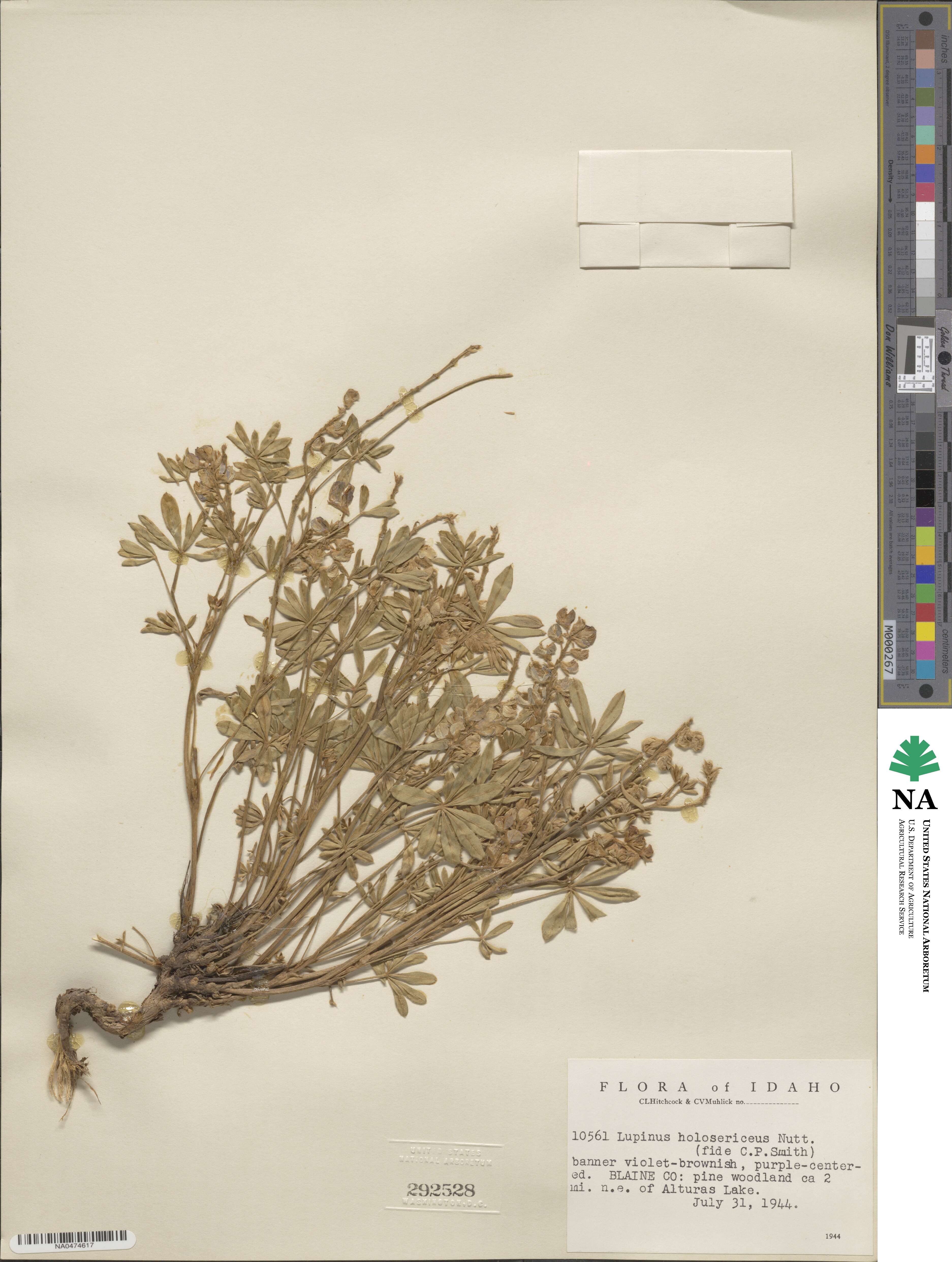 Lupinus holosericeus image