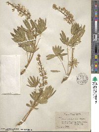 Lupinus wyethii image