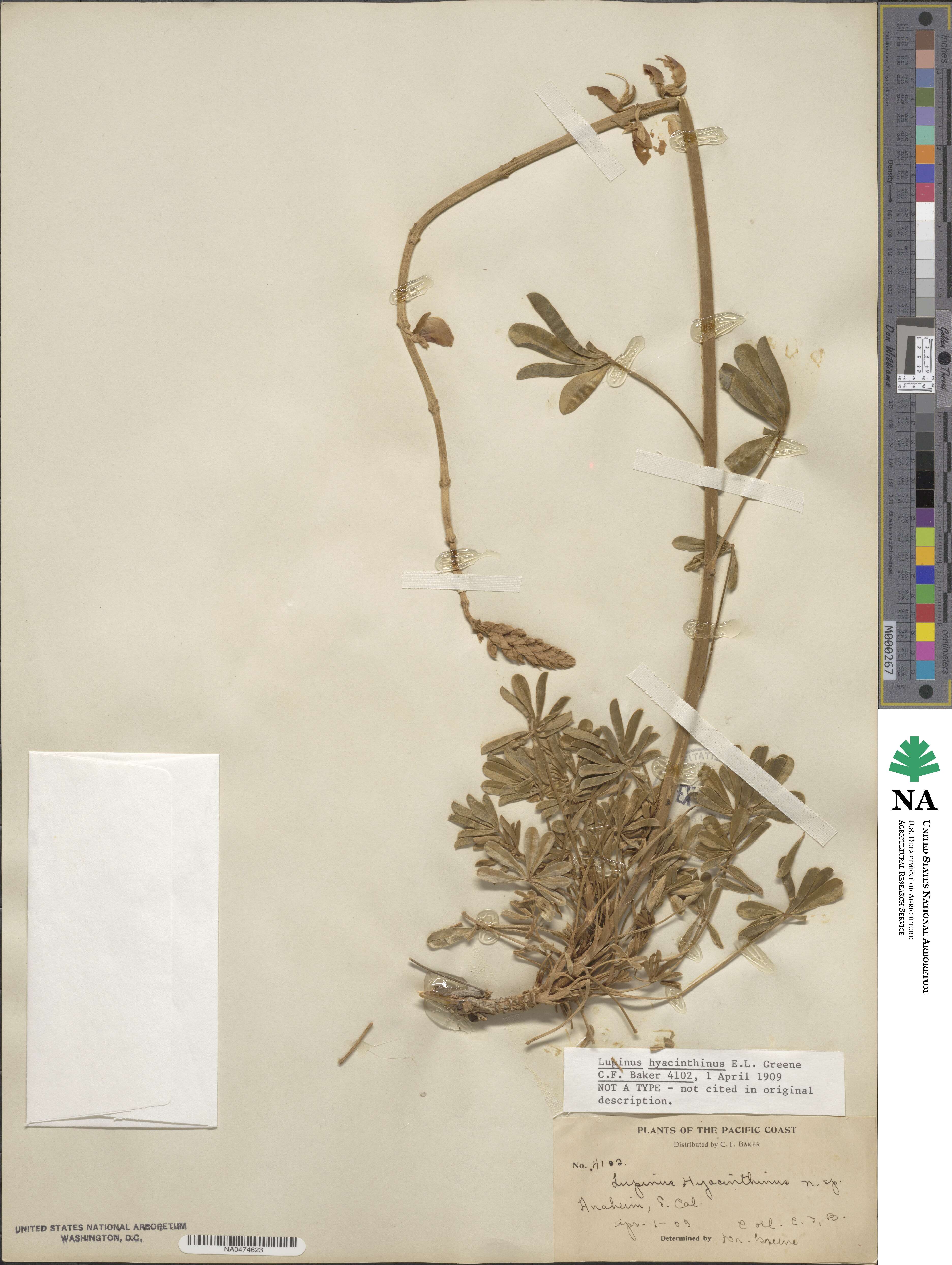 Lupinus hyacinthinus image