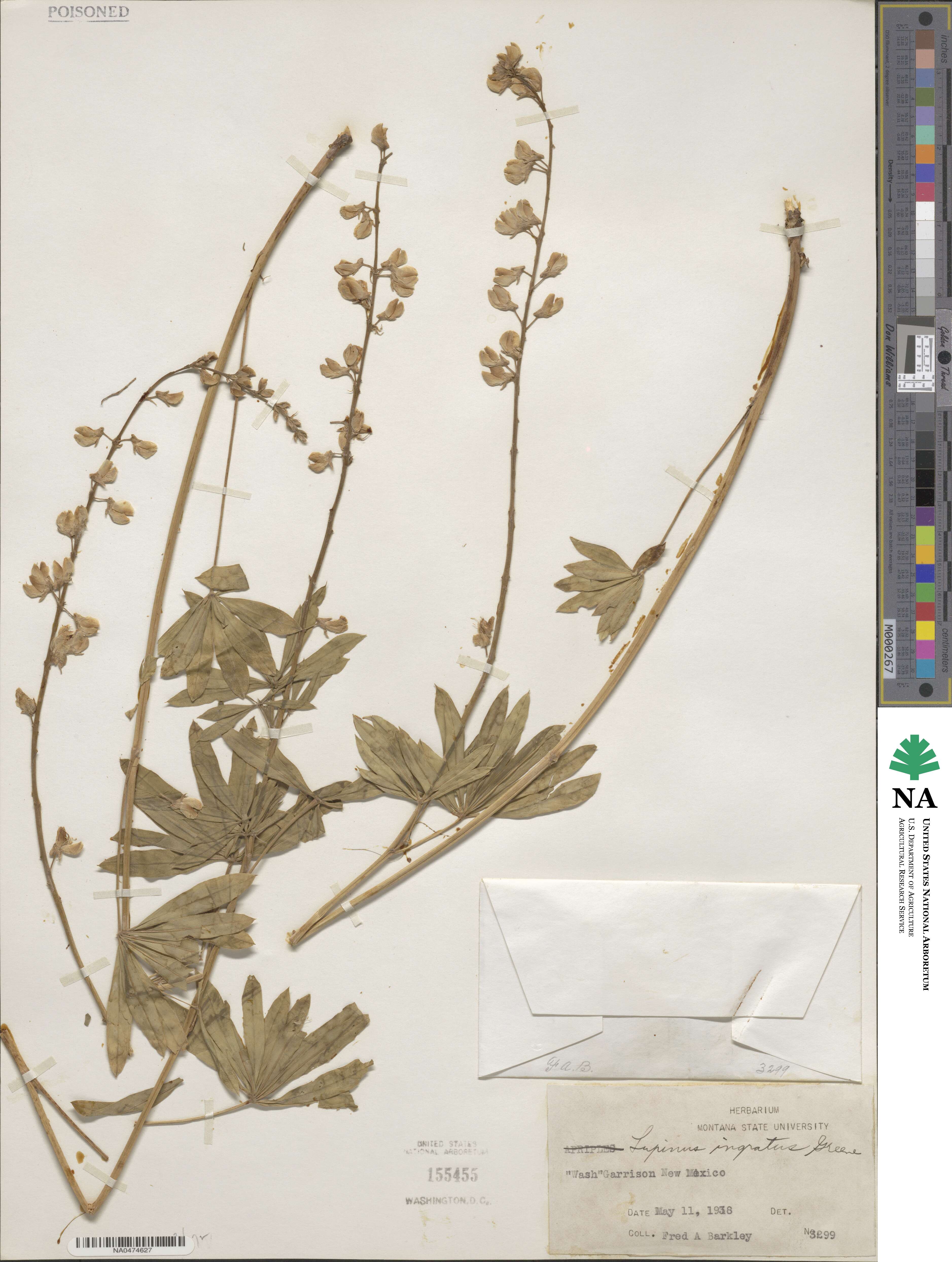 Lupinus argenteus var. fulvomaculatus image