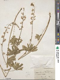 Lupinus argenteus image