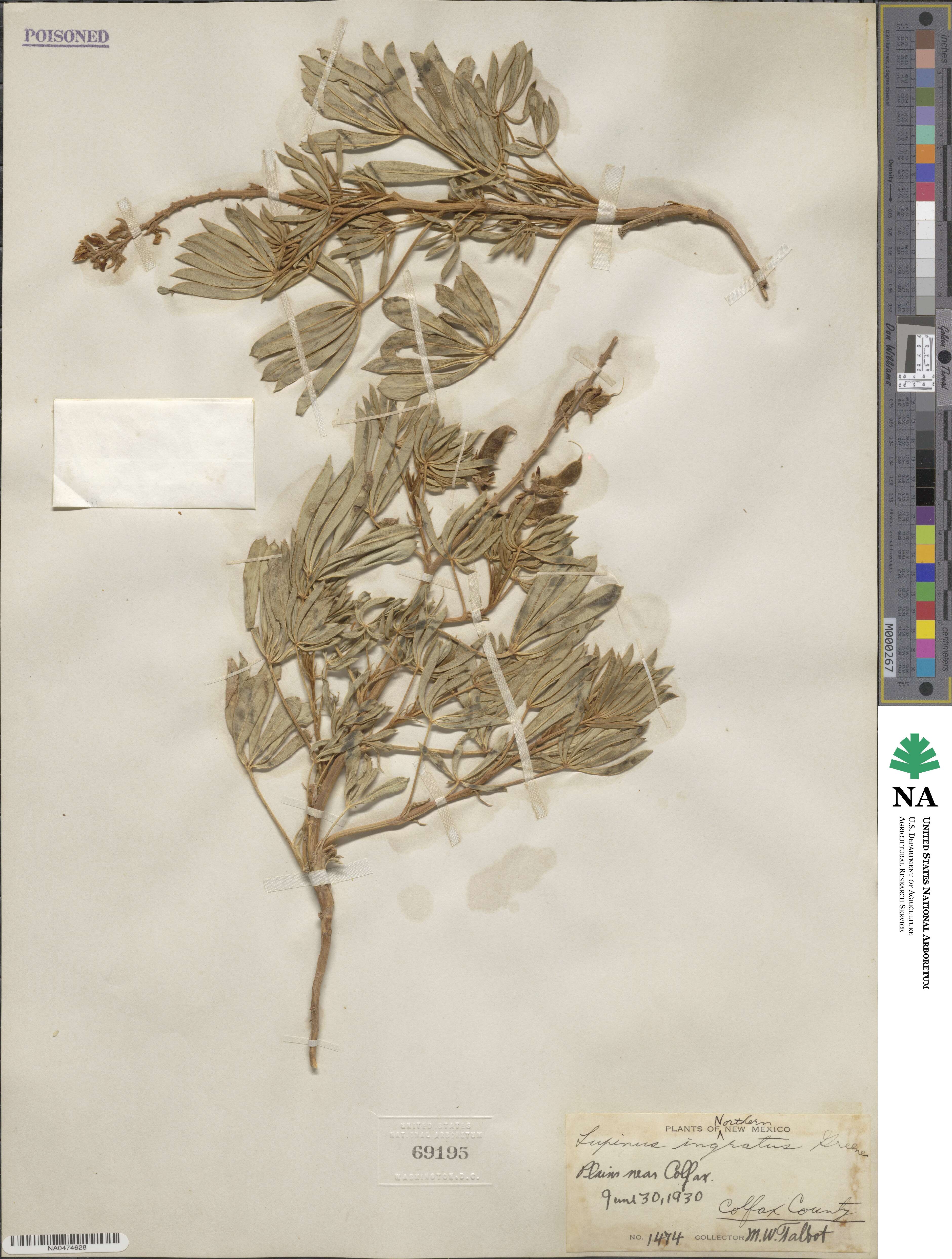 Lupinus argenteus var. fulvomaculatus image