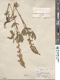 Lupinus argenteus image