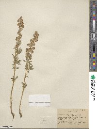 Lupinus argenteus var. fulvomaculatus image