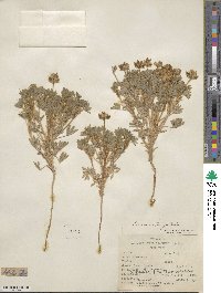 Lupinus kingii image