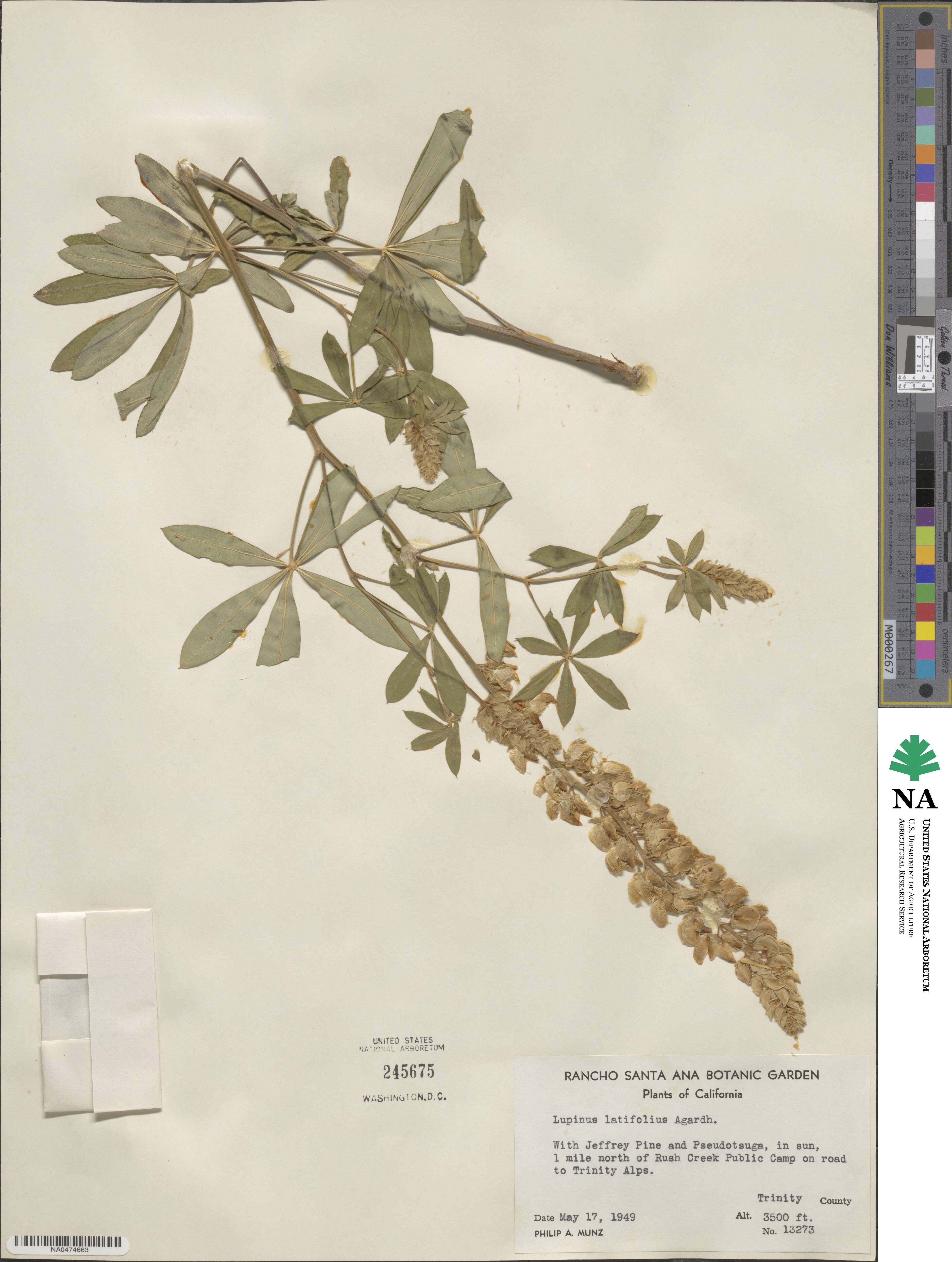 Lupinus latifolius image