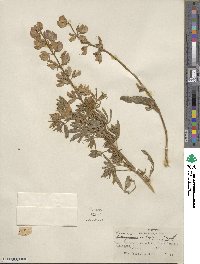 Lupinus latifolius image
