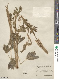 Lupinus latifolius image