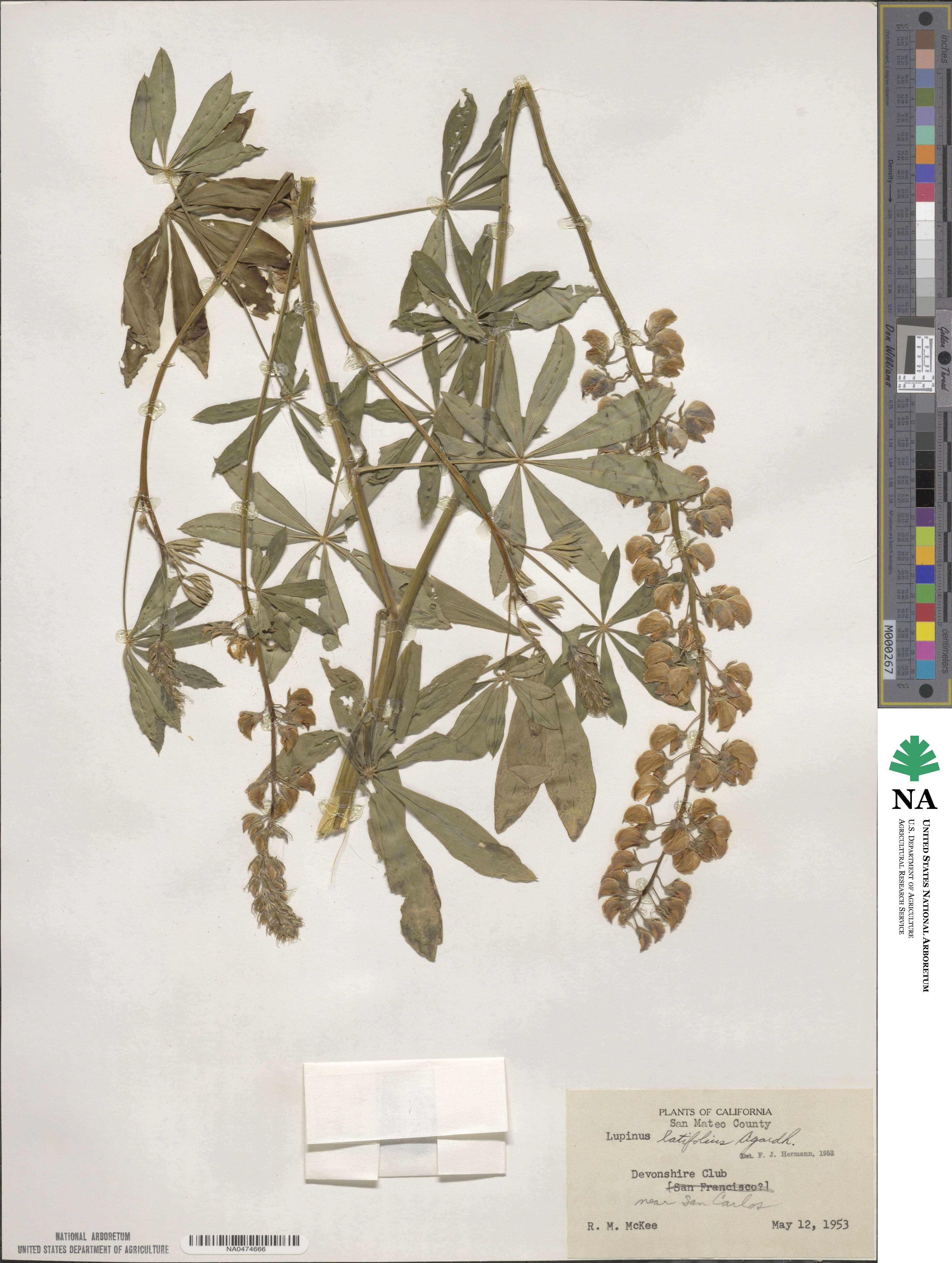 Lupinus latifolius image