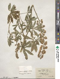 Lupinus latifolius image