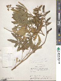 Lupinus latifolius image