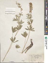 Lupinus laxiflorus image